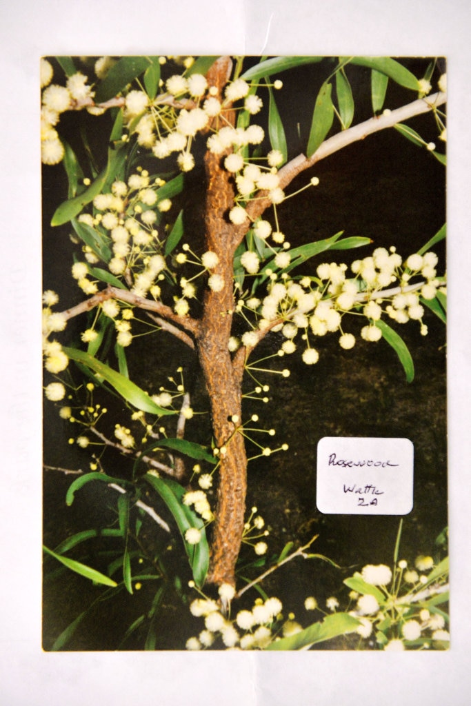 Arnold Rieck has just had a walk in Rosewood named after him. Rosewood wattle. Picture: Contributed