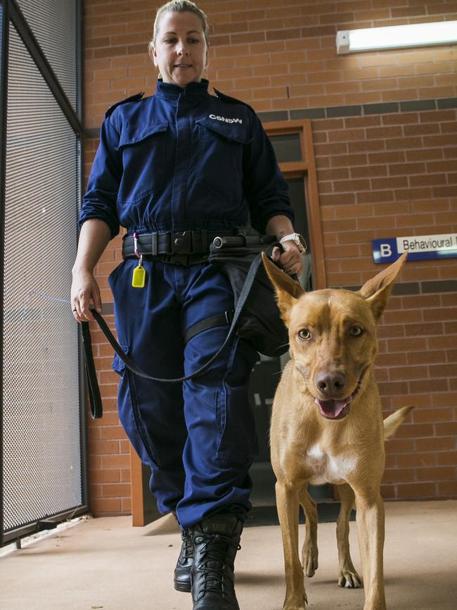 Aleisha Peers with drug detection dog Burt. Picture: Dylan Robinson