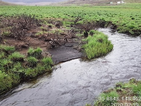 Since the bushfires, horses have been grazing around this creek. Picture: NSW Government