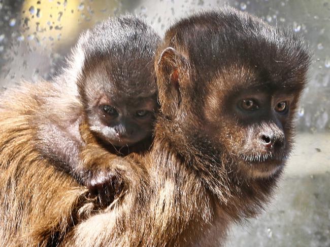 pictures of a Capuchin monkey with its week old baby born at Zoodoo in Richmand Tasmania,picture;KIM EISZELE