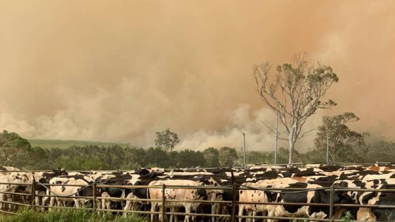 NSW Bushfires: South Coast Dairy Farm Burnt To Ground In Ten Minutes ...