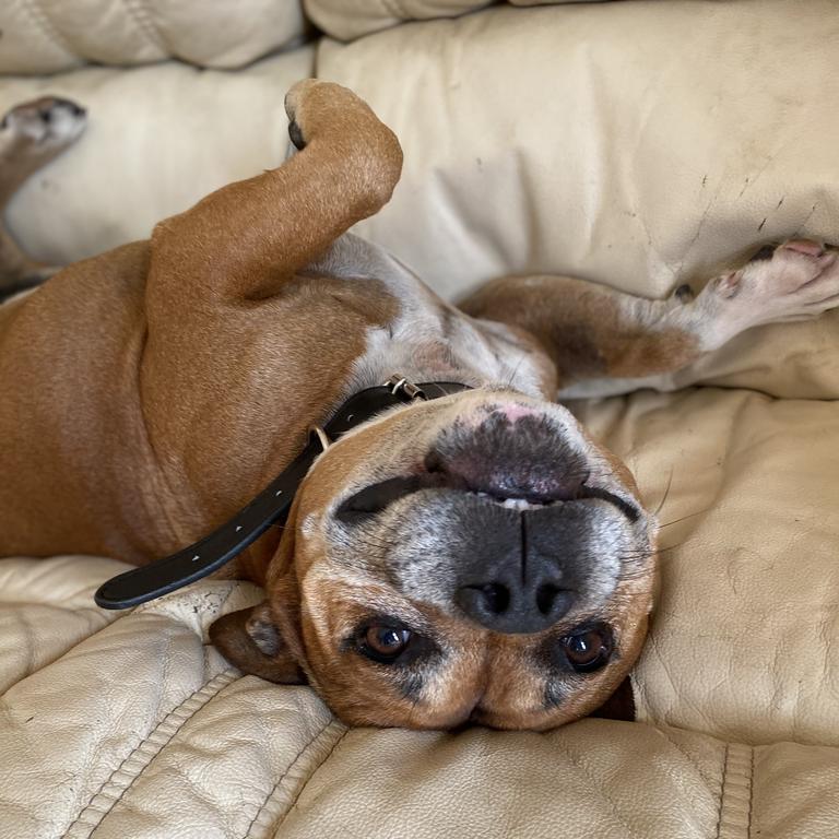 Snoopy lying upside down on the down smiling at the camera. Picture: Dakota Peters