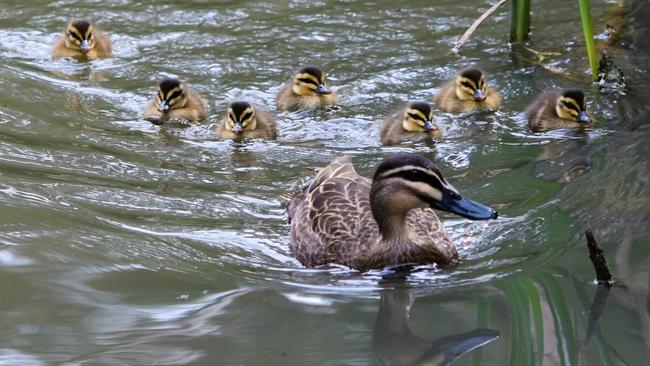 Fig Tree Pocket residents say ducks have become trapped after Clive Palmer built a massive concrete fence around his mansion. Picture: Supplied