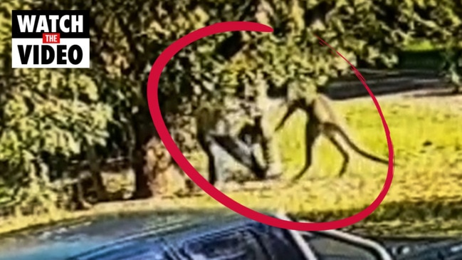 Man attacked by kangaroo