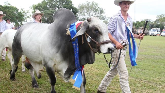 Prize winning cattle at the Royal Darwin Show. Picture: Supplied.