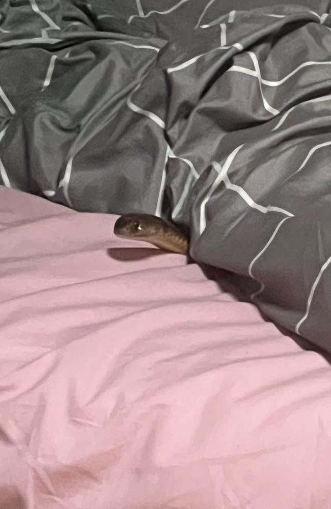 The eastern brown snake slithered under Kasey Leadbetter's bedsheets revealing itself after she had jumped out of bed.