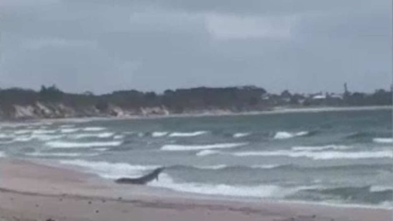 In January, a crocodile was spotted s at Coonarr Beach at the mouth of the Elliott River, near Bundaberg, about 150km south of where the reptiles are usually found in Queensland. Picture: Supplied/ Jasmine Van Den Bos