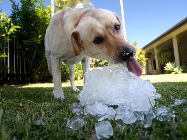 Generic Hot Weatehr pic. Wilfred the Labradorcools down with tuna flavored ice at his Kanimbla home. Above average hot temps are forecast for rest of the week. PICTURE: STEWART McLEAN