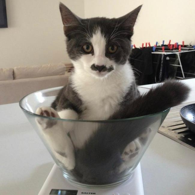 If I fit, I’ll sit. Picture: Claire Cudini
