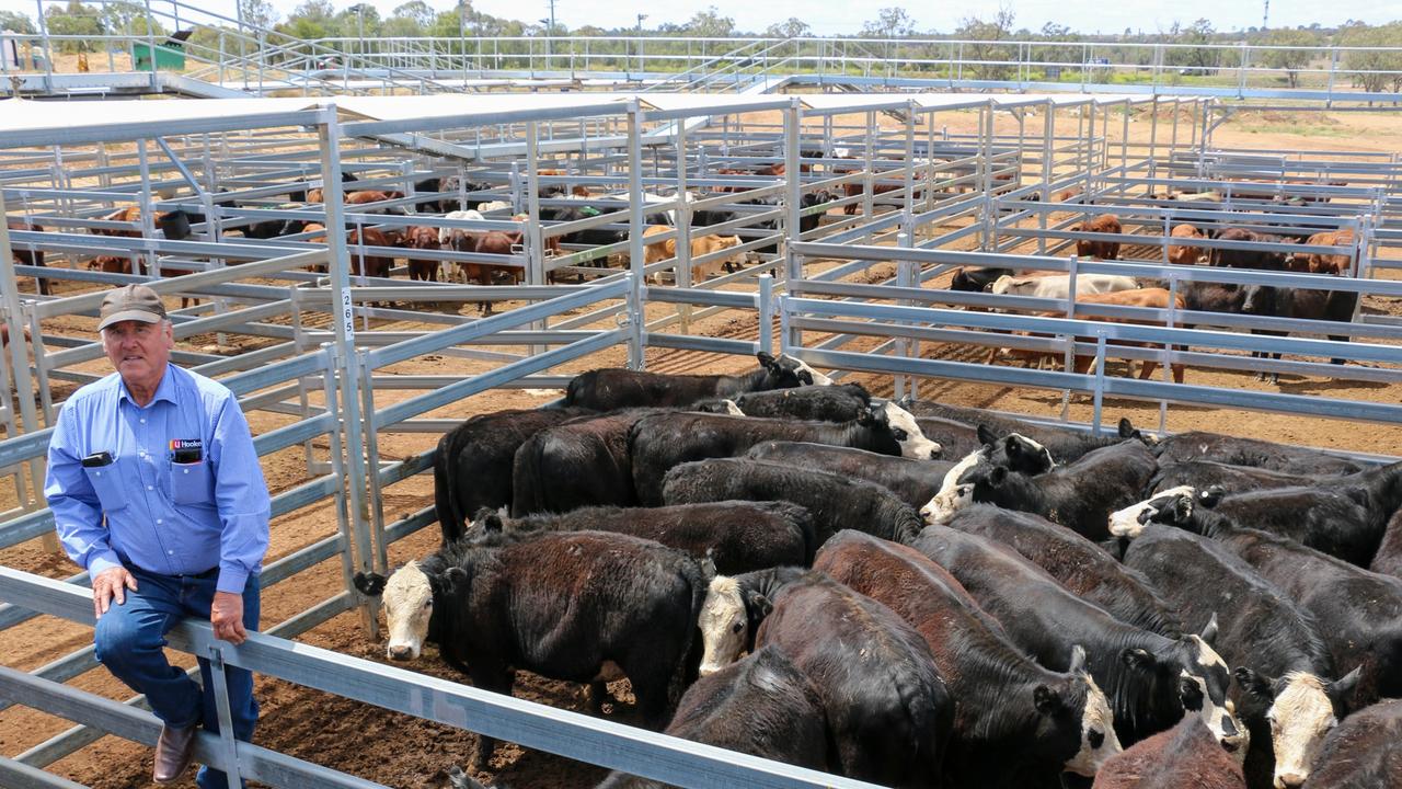 Over 4000 cattle sold at Roma Saleyards | The Courier Mail