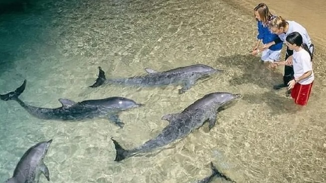 Tourists pay to get in to the water in front of the Tangalooma Resort to feed the dolphins, during feeding sessions every night. Picture: Tangalooma Resort