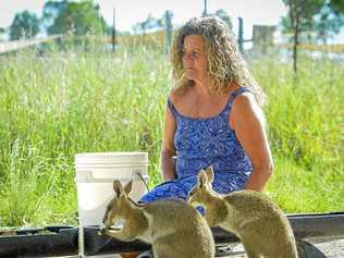 Tina Janssen cares for a number of Bridled Nailtail Wallabies at her wildlife sanctuary just out of Mount Larcom. Picture: Matt Taylor GLA060318WALL