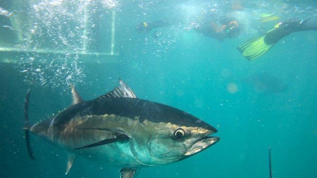 The ‘swim with the tuna’ tourist development is yet to finalise a lease with the SA Government.