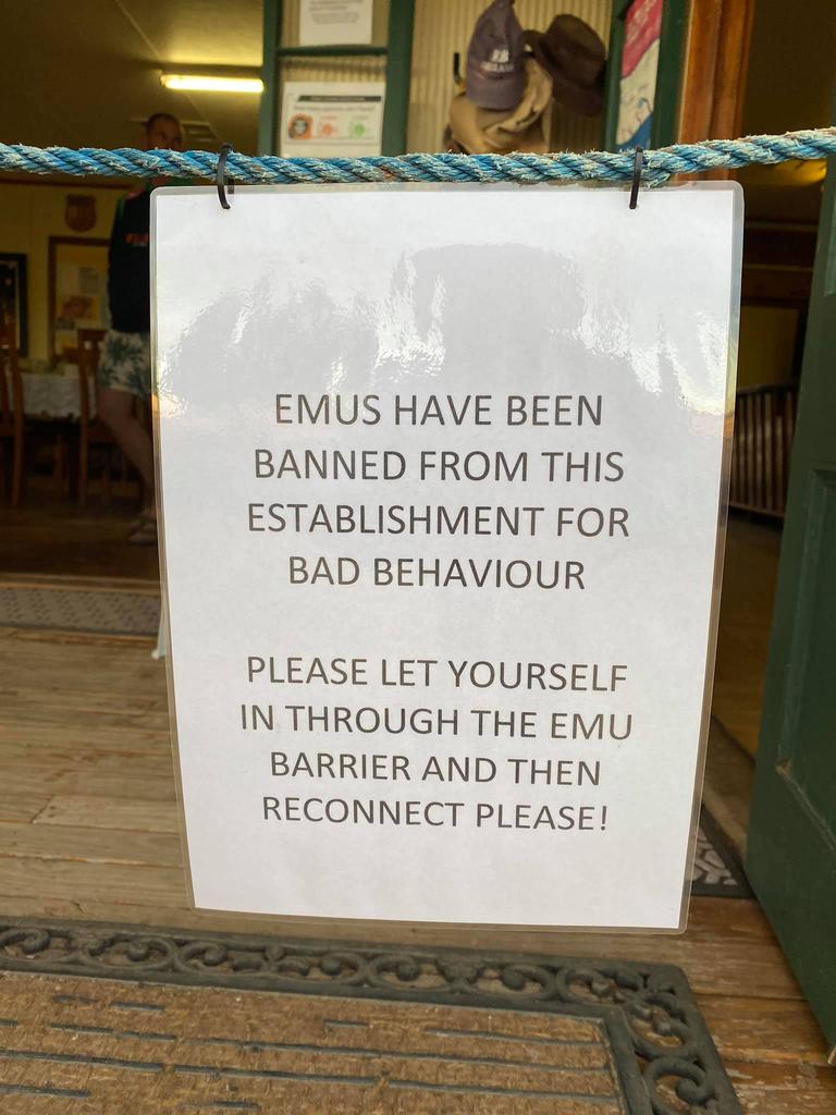 The emus were banned from The Yaraka Hotel in 2020. Picture: Facebook / David Littleproud