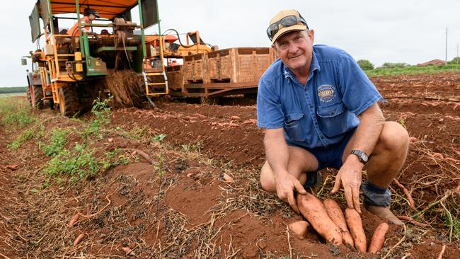 Top crop: Darren Zunker of Windhum Farms aims to grow top-shelf sweet potatoes. Picture: Paul Beutel