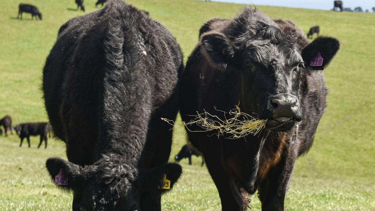 Angus DNA in half the herd