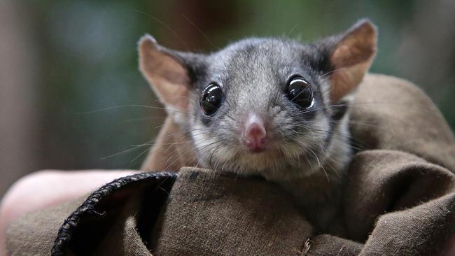 Robert the two and half year old Leadbeater's possum at Healesville Sanctuary on Monday, April 14, 2014 in Healesville, Australia. Environment and Agriculture ministers have released a new plan to protect the endangered faunal emblem of Victoria. Picture: Hamish Blair