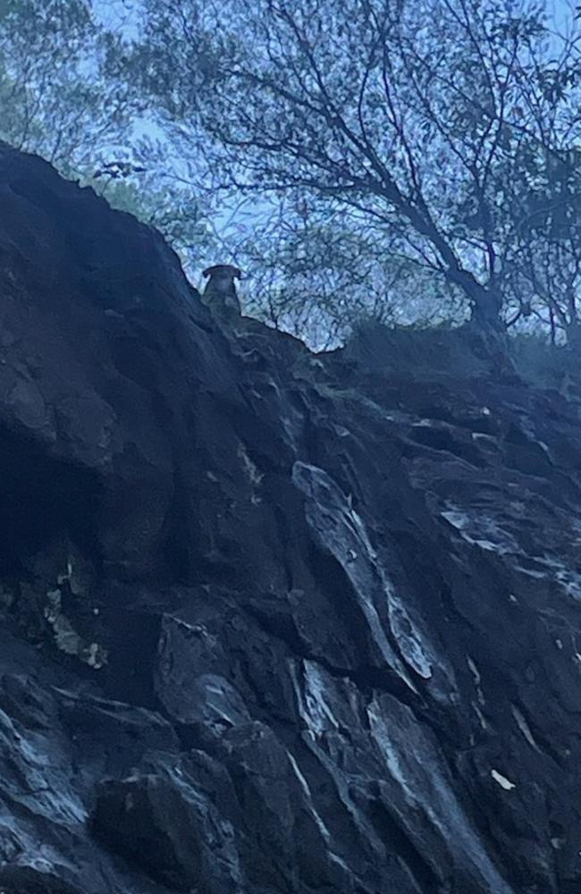 Cooper the dog became terrified in a storm that swept through Beerwah yesterday, November 29, and took off up the side of Mt Ngungun.