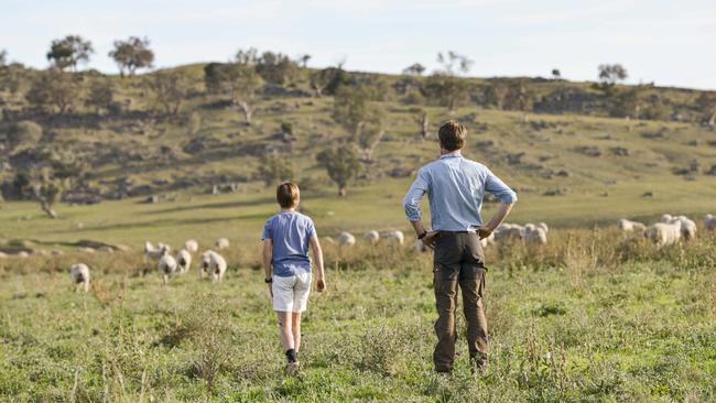 Nick and Harry with beef cattle and sheep being cross-grazed. Picture: Dannika Bonser