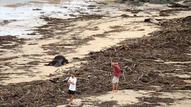 A dead cow was among the debris that washed up on Town Beach in Port Macquarie. Picture: Nathan Edwards