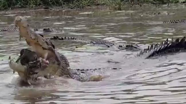 Crocodiles feast on cow: Video of Northern Territory event 'a strange  thing' | news.com.au — Australia's leading news site