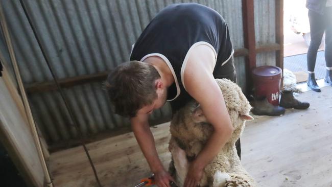 The number of shearers declined from 2006 and 2021 by almost 1800 according to ABS data.