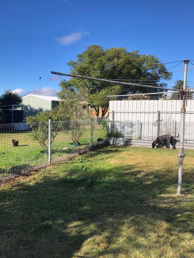 The Warwick couple said their backyard would have to be accessed via their back neighbours, meaning a "lot of effort" for the person who tried to poison the animals. Picture: contributed