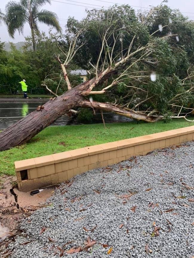 The tree fell around 9am. Picture: Supplied