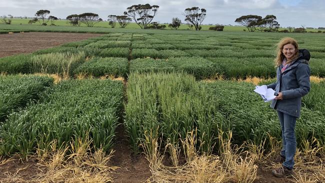 Plotting a course: University of Adelaide barley breeder Amanda Box in a plot of the new barley variety laperouse, which is expected to boost yields and tackle lodging, and, inset, an indication of the variety’s good straw strength.