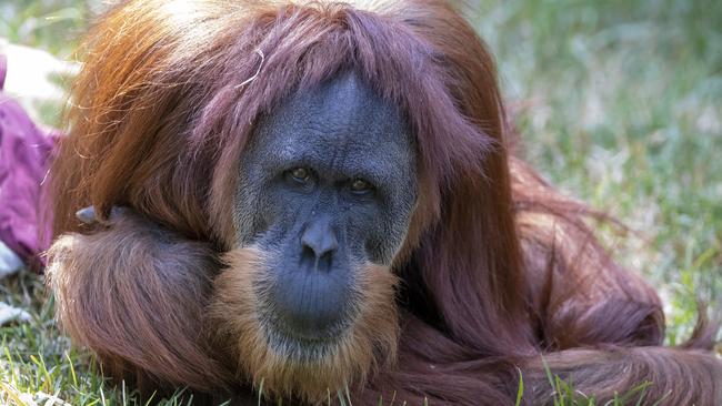 Sumatran orangutan Puspa, 46, recovering after gall bladder surgery. Picture: Adrian Mann/ZoosSA