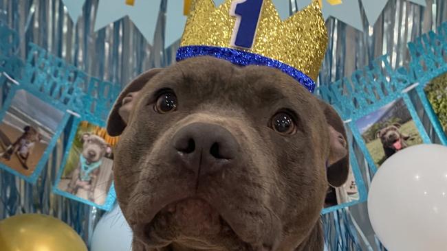 Celebrating his first birthday today, Bear the Blu Staffy is CEO of pet accessory brand The Huckleberry Co and has 60k followers on Instagram. Photo: Kaitlyn Downs