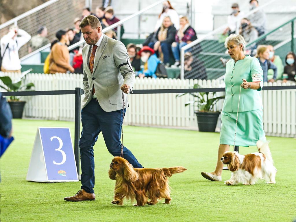 Action from the 2022 Ekka dog show. Picture: Zak Simmonds