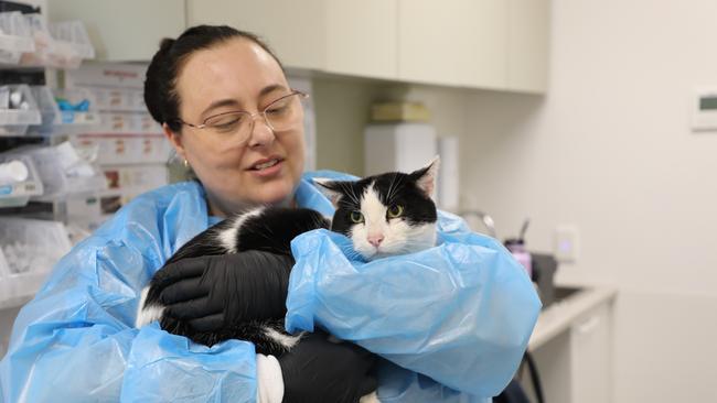 George the cat has been reunited with his owners after more than two years missing. Supplied.