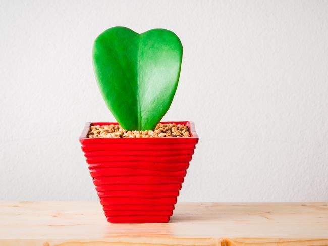 EMBARGO FOR TWAM 12 FEB 2022. FEE MAY APPLY. Still life photography : Heart shape plant in a red flowerpot on wood with space of rough background (Kerrii Hoya)