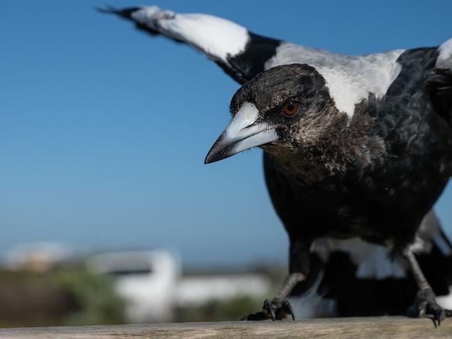 22-01-2024 A family of Magpies have taken up residence at 1st carpark on 13th Beach, Barwon Heads. Picture: Brad Fleet