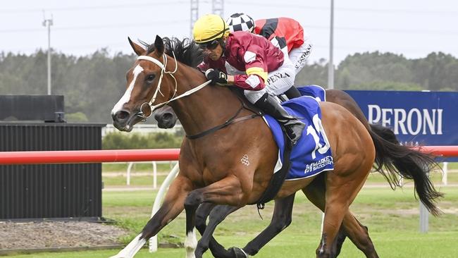 Modella will run in the Group 3 Hawkesbury Guineas on Saturday. Picture: Bradley Photos