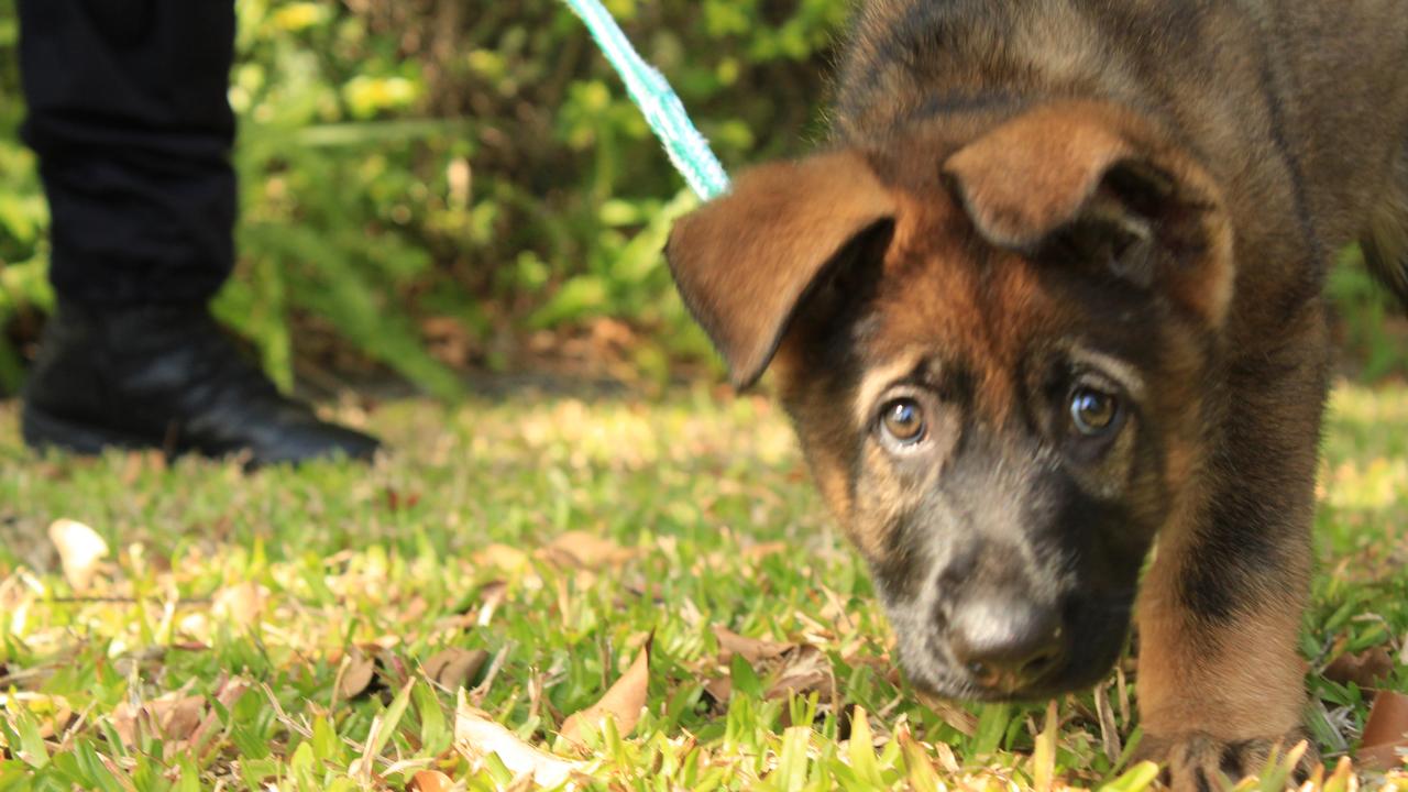 POLICE PUP: Senior Constable Luke Giese has recently fostered a new police puppy called Mako.