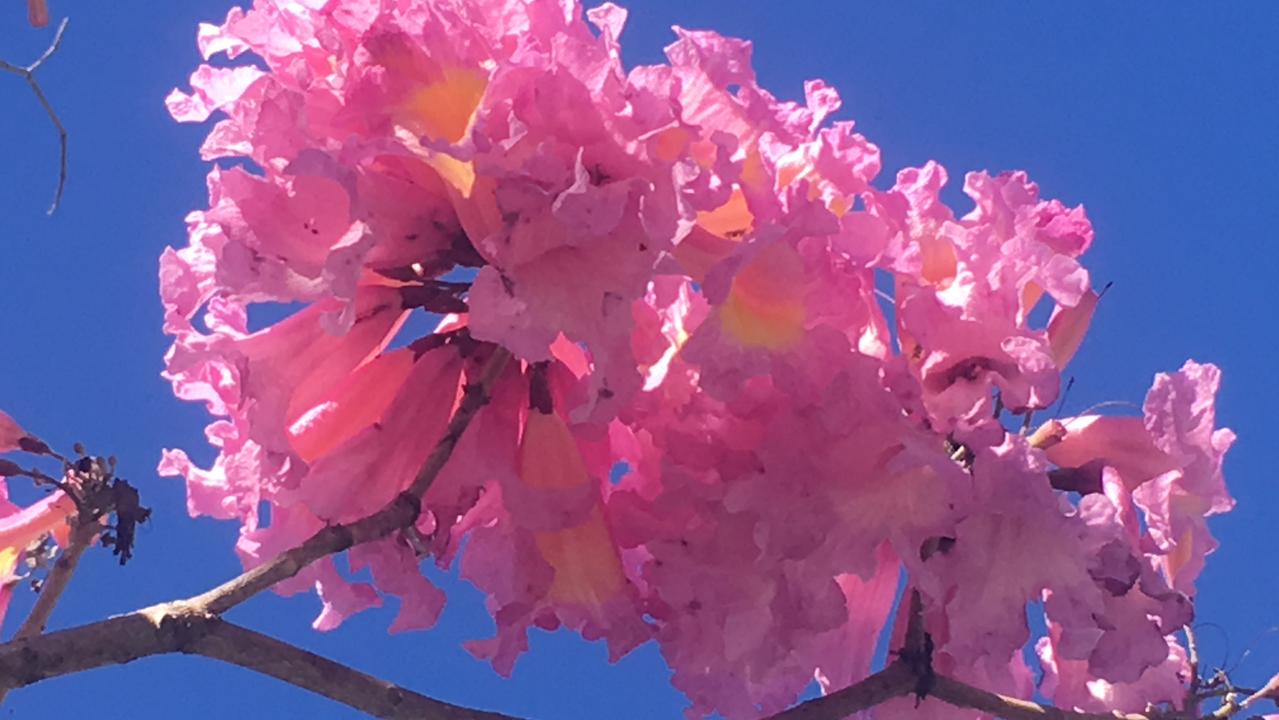 Tabebuia palmerii Aramac