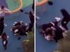 Chinese woman bashed by children in Sydney