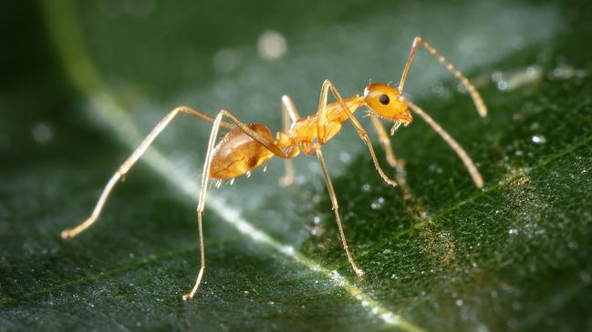 Crazy yellow ants secrete acid when threatened or in order to subdue prey. Photo: Alan Henderson, Wet Tropics Management Authority.