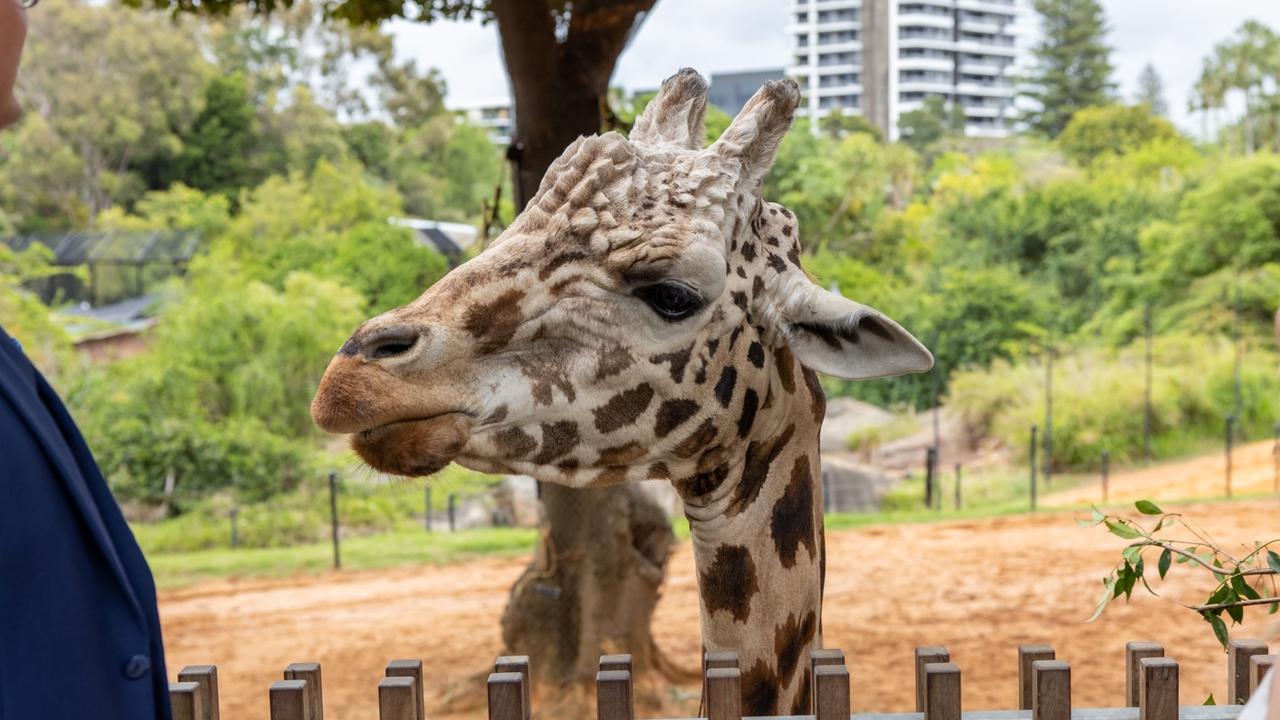 Perth Zoo: ‘Heart-breaking goodbye’ to giraffe Armani | news.com.au ...