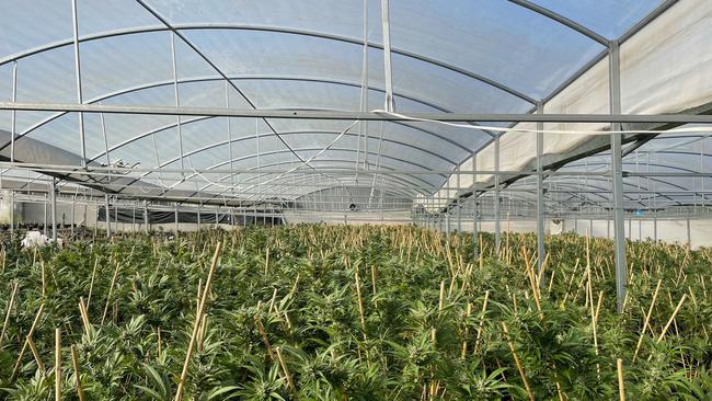 Massive operation: police could see the “silhouette” of cannabis plants inside the greenhouses. Picture: NSW Police