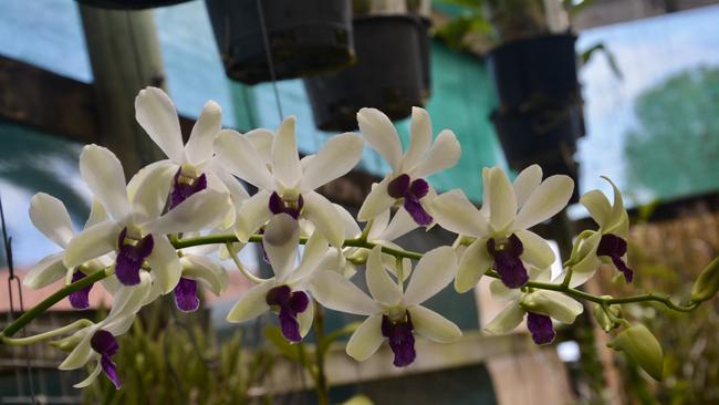 Ron Bassan, from Beaconsfield, has an incredible collection of orchids. Picture: Rae Wilson