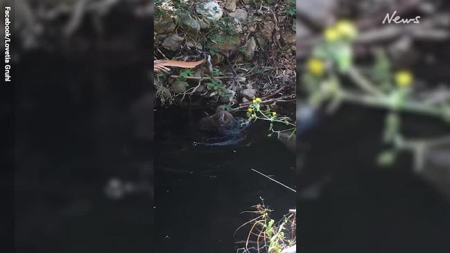 Sweltering koala cools off in pool in Adelaide's Morialta Conservation Park