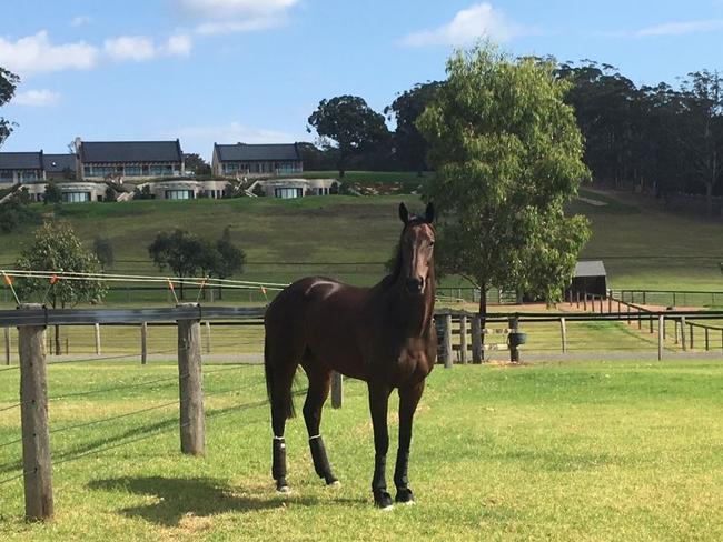 Winx enjoys some time out with a stint in the spelling paddock.