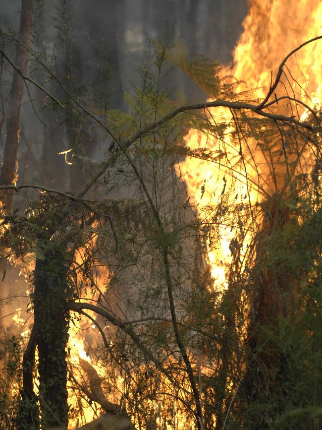 Fires in Chum Creek on Black Saturday. 