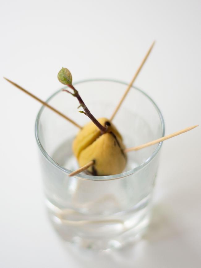 Sprouting an avocado seed at home