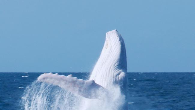 Migaloo puts on a show for passengers and crew aboard Silversonic, Quicksilver’s Port Douglas-based dive and snorkel vessel last year. Picture: Indepth Photography, Quicksilver