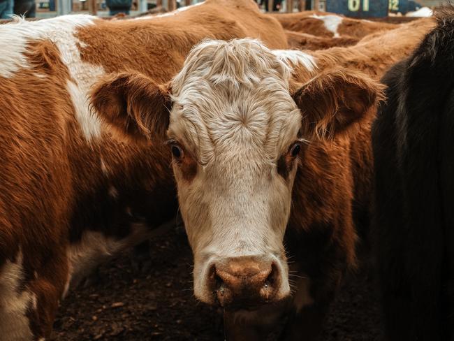 Action from the store cattle sale at Pakenham, May 13 2021.  PICTURE: Madeleine Stuchbery.