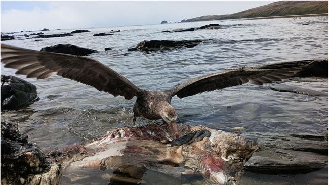 Scavenging seabirds, travelling vast disatances, are most likely spreading the H5N1 virus.